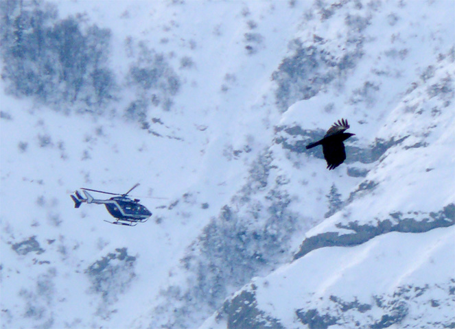 EC 145 Gendarmerie (FM-JBJ) et choucas, montagne de Charance (face côté Gap)