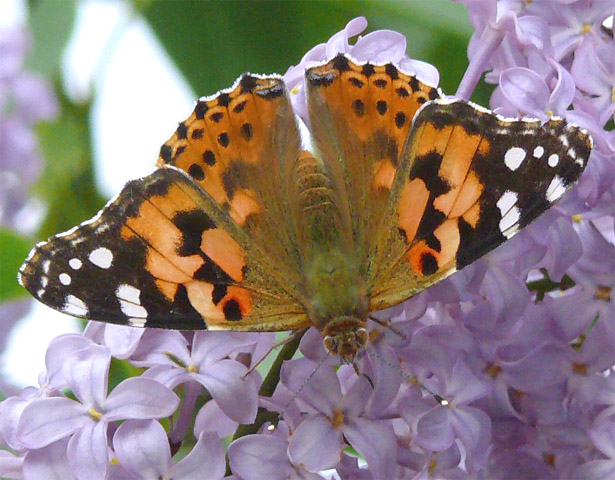 papillon "Belle-Dame" (vanessa cardui)