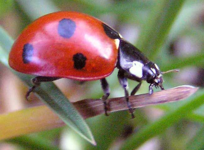 Coccinelle (coccinella 7-punctata)