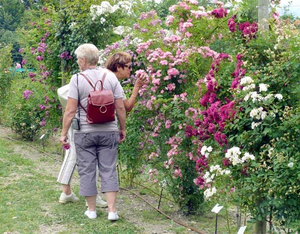 Gap, Domaine de Charance, Fêtes des roses 2007, visite de la collection de roses anciennes