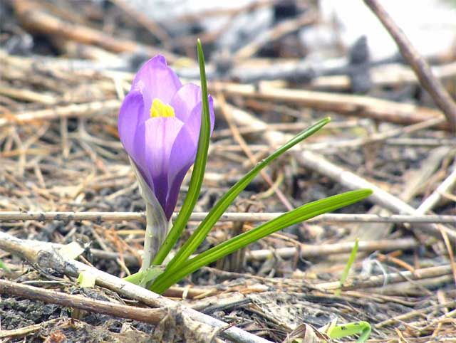 crocus vernus L.