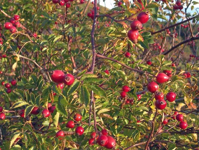 cynorhodon (rosa canina)