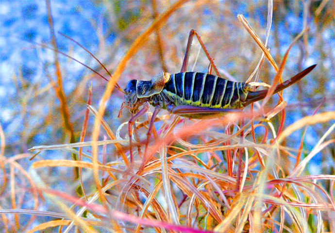 Épiphigère femelle