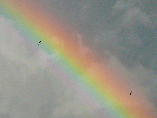 Arc-en-ciel et deux hirondelles