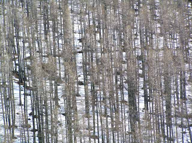Mélèzes en hiver