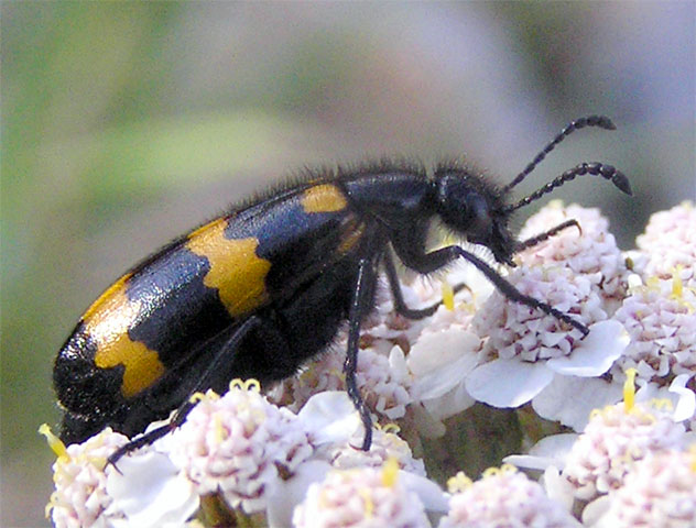 Mylabris variabilis