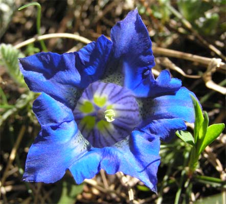 Gentiana alpina