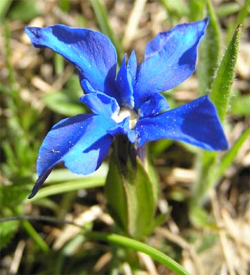 Gentiana verna