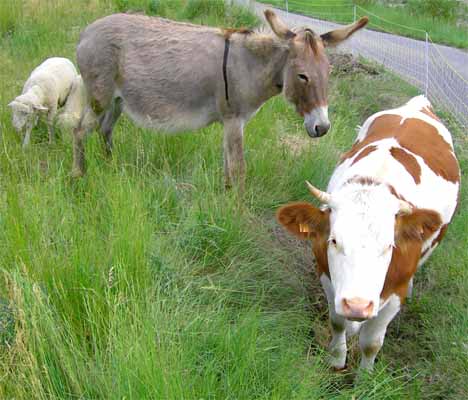 Le Conseil d'administration d'Anima Gap, après retouche respectant le droit à l'image ;-)